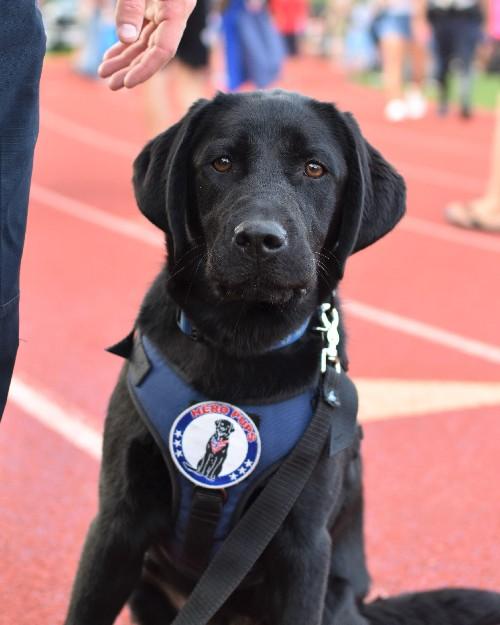 A black lab wearing a harness sits on a track