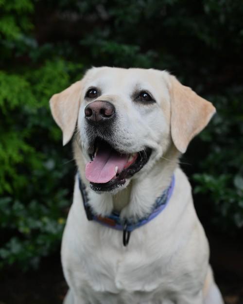 A yellow lab with its tongue out sits in front of a bush